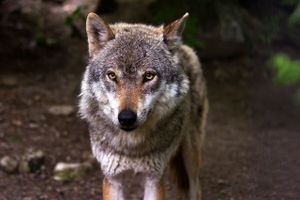 Napadi vukova na području Šibenika sve su češći - Uzgajivači traže pomoć