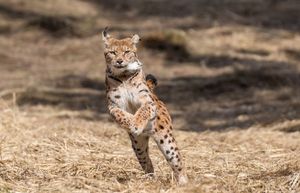 "Rewilding Velebit" - Izložba fotografija velebitske divljine nagrađivanih domaćih i stranih autora