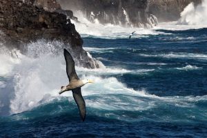 Znanstvenici otkrili da ptice koriste "dalekometni" sluh za prekooceanska putovanja