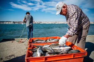 OD NOVE GODINE NOVI PRAVILNIK O ULOVU RIBE Objavljeni popisi vrsta morskih organizama sa šiframa