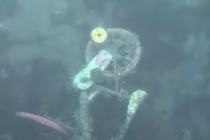 VIDEO Tko će ukloniti ovaj bicikl na dnu mora uz splitsku rivu?