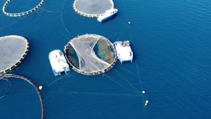 Izmijenjen Pravilnik o Organizacijama proizvođača u ribarstvu