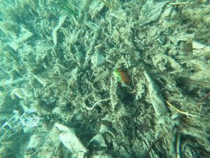 Ovako izgleda podmorje splitske plaže s debelim slojem vlažnih maramica!
