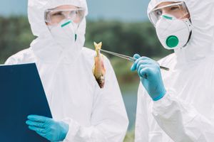 Tri važna projekta Instituta za oceanografiju i ribarstvo iz Splita odabrana za financiranje od strane Hrvatske zaklade za znanost