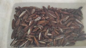 USKOK podignuo optužnicu protiv bande od 16 krijumčara prstaca, ježinaca i trpova!