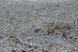 Lijepe vijesti iz Pule - jedna od najugroženijih vrsta raste i  razvija se "prema planu"!