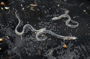 OGRANIČAVANJE IZLOVA Ovo je novi europski plan za očuvanje i oporavak ugrožene jegulje