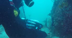 Rastu u takozvanoj 'zoni sumraka' u dubinama oceana a mogle bi biti ključne u otkrivanju novih lijekova sličnih penicilinu