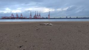 VIDEO Šetao plažom, pa ugledao veliko morsko stvorenje: "Što je ovo?"