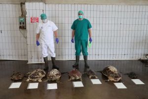 EKSKLUZIVNO DOZNAJEMO: Završena obdukcija, patolozi otkrili kako su nastradale želve kod Dugog otoka!
