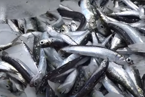 VRATILA NAM SE SRDELA Na ribarnicama ponovno možete pronaći plavu ribu!