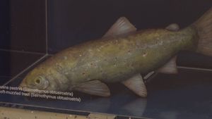 U Jadru i Vrljici započinje obnova staništa i populacije mekousne pastrve