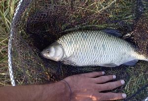 SKANDAL NA JAVNOJ TELEVIZIJI Tijekom kulinarskog programa u tavi ispržili ugroženu vrstu ribe