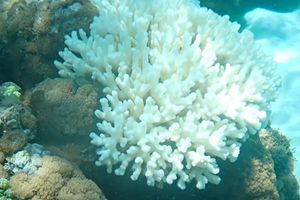 Masovno zabjeljivanje Velikog koraljnog grebena