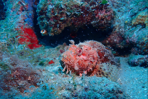 Co-Silba Reefs projekt čuva podmorje i grebene oko otoka Silbe