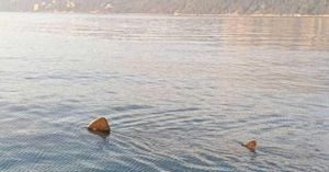 Neobičan, rijedak i ogroman gost - Golema morska psina uočena u Jadranu