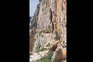 VIDEO Bjeloglavi supovi su dobili mladunče - Izaberimo mu ime!