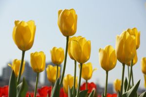 Muljali s bespovratnim sredstvima za uzgoj tulipana u Istri
