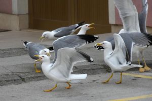 PROBLEMI S GALEBOVIMA Kupcu ispred pekare ukrali krempitu, pa se oko nje potukli