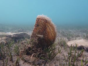 Aktivnosti za spas plemenite periske u Jadranskom moru!