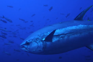 Sprema se zadarska "fešta od plave ribe"!