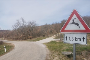 Dva naleta na divljač u Istri - vozači oprez!