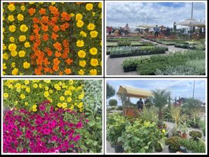 'Umag Floria'  - Još jedan prekrasan proljetni vikend pun cvijeća
