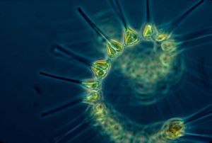 Ključnu ulogu u uklanjanju CO2 iz atmosfere imaju oceani - Glavni pokretač tog procesa je fitoplankton