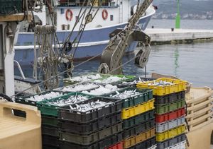 JOŠ DVA TJEDNA BEZ SRDELA Objavljen Pravilnik o prestanku izlova plivaricama-srdelarama