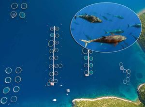 Koliko ribe i morskih plodova uzgojimo?