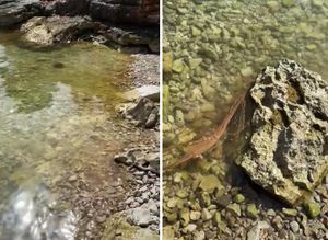 JUTROS PLAVA, A SADA SMEĐA UVALA: "Pogledajte što plažama na Jelsi rade turistički kruzeri iz Makarske i Podgore!"