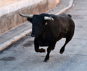 U Kaštelima pobjegla dva bika, građani se pozivaju na oprez!