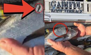 Hvarski restoran se hvali ribama s rupama - Prodaju li zabranjenu ribu, ulovljenu podvodnom puškom?