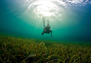 UGROŽENA JE Ovoj endemskoj vrsti prijeti nestanak - neki primjerci stari su i po tisuću godina!