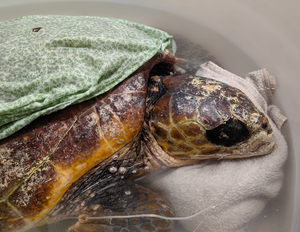 SPAŠAVANJE Glavata želva Elpis stigla u pulski Aquarium!