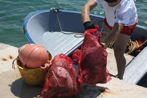 Eko akcija čišćenja podmorja u Vinišću!