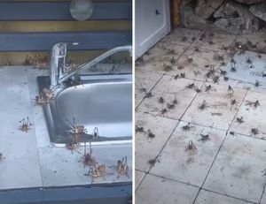 NAJEZDA ZRIKAVACA NA ČIOVU: "Posvuda su! Sliče skakavcima i pogoduju im visoke temperature"