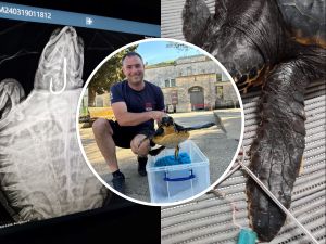 U pulsko Oporavilište pristigla još jedna glavata želva, imena Maya