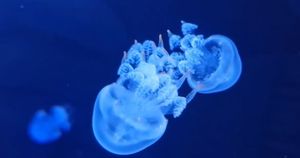 U pulskom akvariju odnedavno živi i plamena meduza