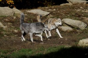 Pastiri sa zadarskog i šibenskog područja zbog vukova odustaju od stočarstva - "Štete su ogromne!"