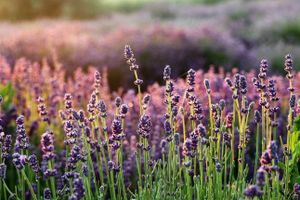 NAJMIRISNIJI FESTIVAL Kreće festival lavande na Hvaru