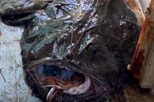 Grdobina od 25 kg pala u ruke ribara južno od Žirja!