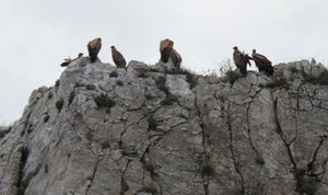 LIFE SUPport - Očuvanje hrvatske populacije bjeloglavog supa