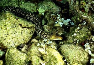 Svoj dom u Nacionalnom parku Mljet pronašla je Šiljatozuba murina