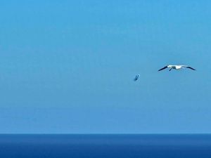 JADNA BEŠTIJA Šibenski pomorac nam s Pacifika šalje tužan podsjetnik što smo učinili s prirodom