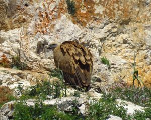 Bjeloglavi sup Grif spašen nakon neuspješnog prvog leta te ponovno pušten u prirodu