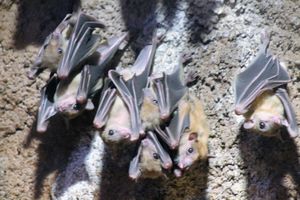 Noć šišmiša u zagrebačkom ZOO-u. Prava prilika za upoznati stanovnike mnogih špilja na našoj obali!