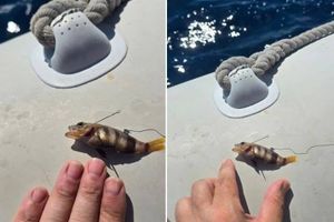 KAKAV ULOV Vrsni ribolovac pohvalio se ovim komadom!