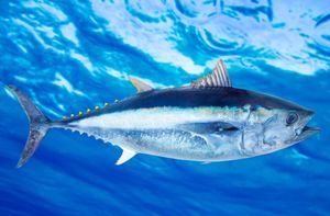 Savjetovanje o pravilniku za ribolov plavoperajne tune - evo što se predlaže!