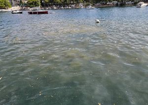 VIDEO Fekalije plivaju na trogirskoj plaži : "Ljudi se razbolijevaju!"